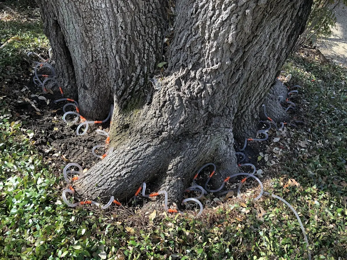 Detailed Tree Cabling and Bracing job site in Maunie