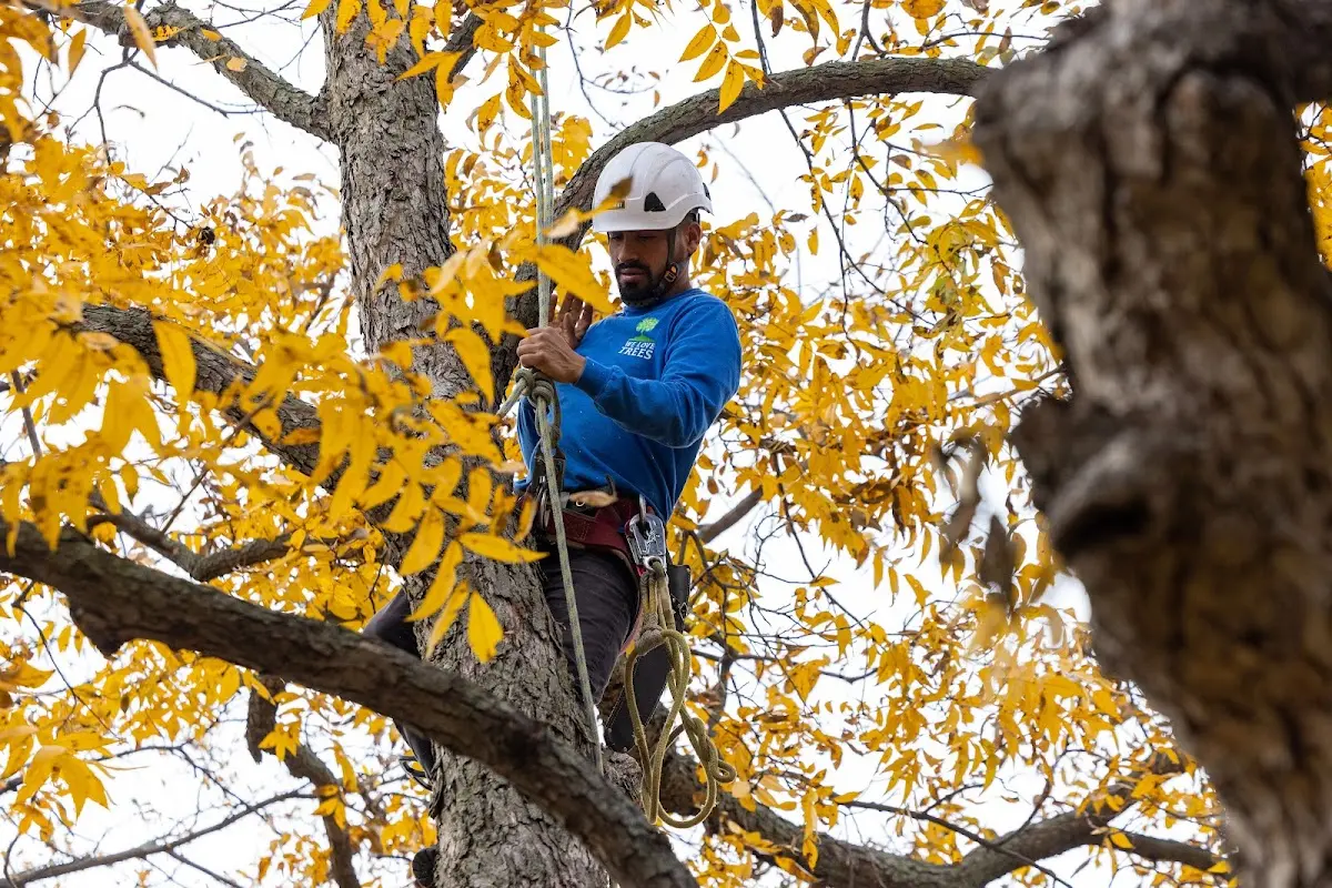 Skilled Tree Pruning crew working in Maunie