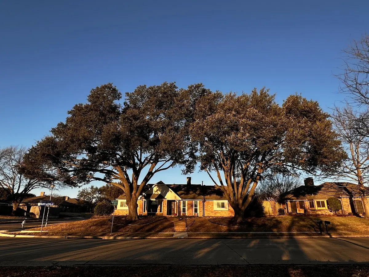 Established residential canopy tree shading a home in Maunie
