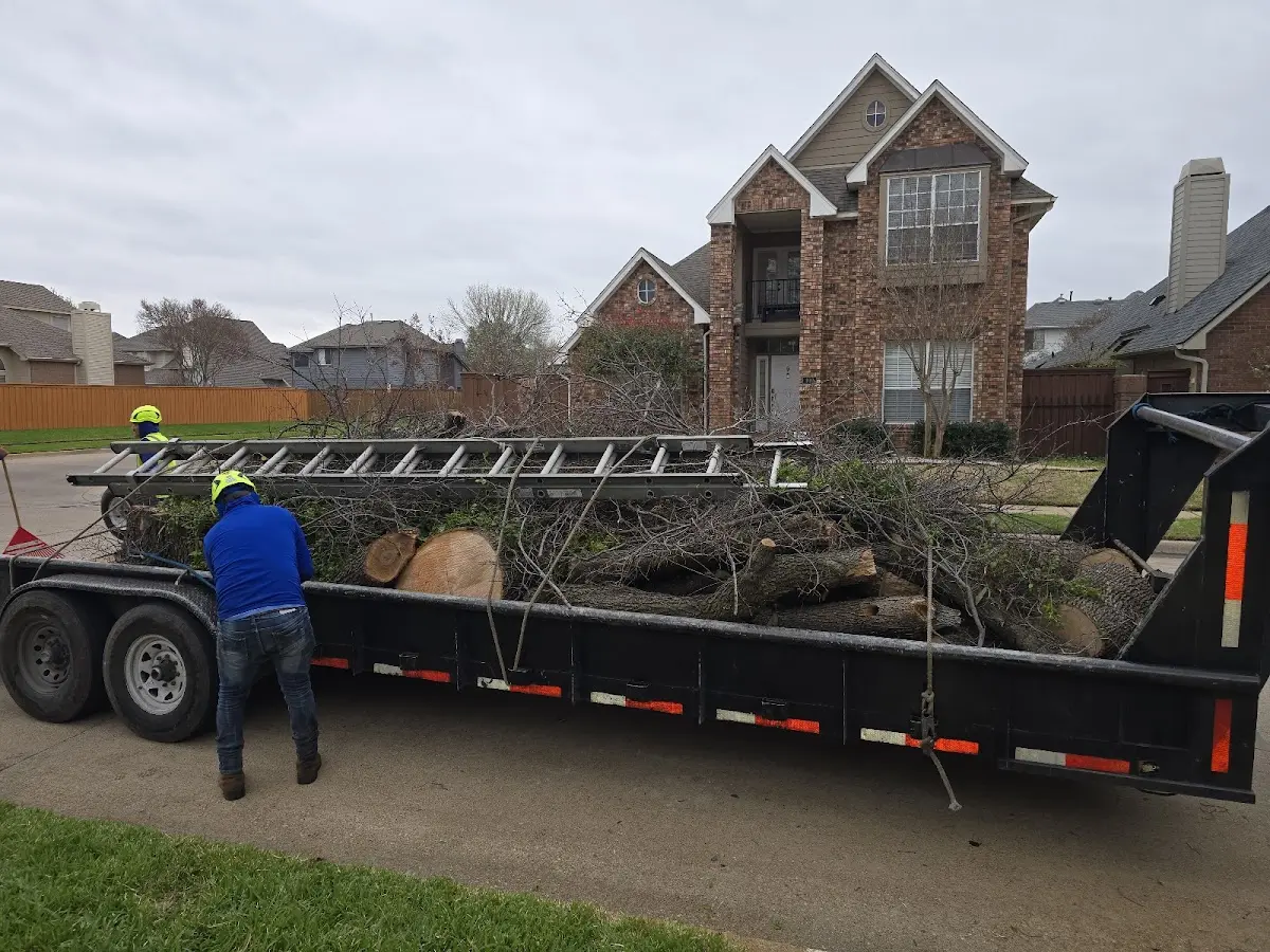 Expert Tree Removal with proper safety equipment in Maunie